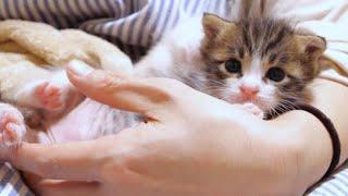 Dangerous! A kitten playing on my lap is in danger! [Please turn on subtitles to watch]