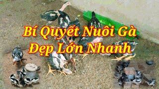 Kinh Nghiệm Nuôi Gà Con Ít Bệnh Lớn Nhanh Khỏe Đẹp