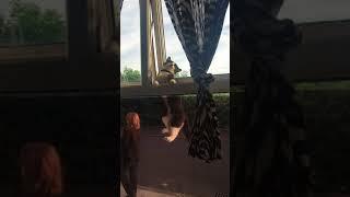 Funny Stubborn Cat Stuck in Window || WooGlobe