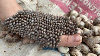 Goosebumps on my feet when harvesting cashews