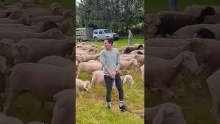 #funnydance : Dance with the Sheep - TechnoVivaldi (#teambuilding)