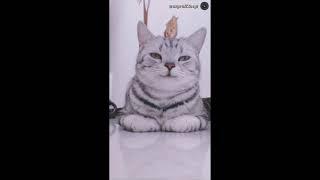 Cute smiling cat   | Cute Cat Videos #shorts