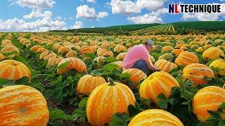 Pumpkins Harvest - How US Farmer Harvest 100 Billion Tons Of Pumpkins  In Agriculture - Modern Agric