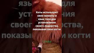 Кто умнее Коты или Собаки: почему Собаки лучше Кошек #интересныефакты   #вмиреживотных #интересно