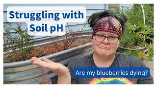Soil pH Struggles - Are my blueberries dying?