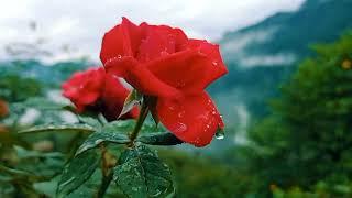 natural flower status  |flower status|whatsapp status|status video |nature |beautiful rose ||