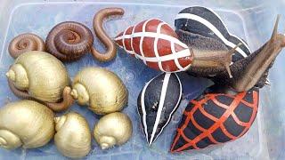 hunt and find Snail-MAN,zebra snail,golden snail,millipede luwing