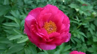 Peony Garden