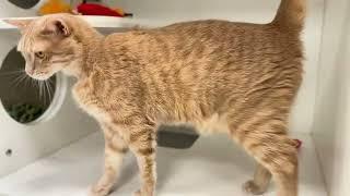 Meet Rico a Domestic Shorthair currently available for adoption! 12/31/2024 3:28:11 PM