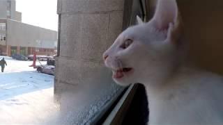 Cat reacts to the birds outside the window