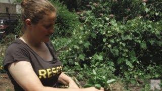 Chef April Bloomfield visits an IRC New Roots garden