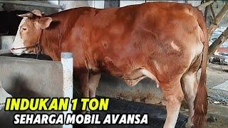 INDUKAN SUPER TERBESAR 1 TON JUARA KONTES TOLAK TAWARAN FANTASTIS 