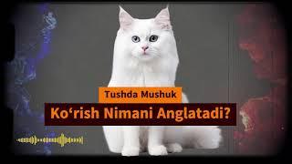 Tushda Mushuk Ko‘rish Nima Anglatadi | Тушда мушук куриш