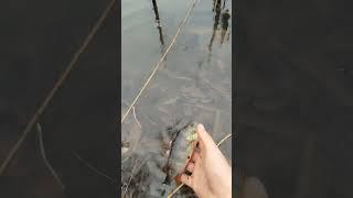 #рибалка #fishing #окунь #риба