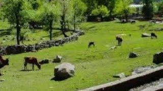 Valley bumburet Chitral | bumburet Chitral beautiful | #chitral #travel #travelchitral