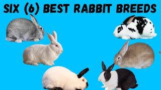 Six (6) best rabbit breeds
