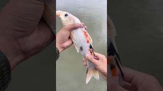 Mancing di spot baru strike ikan aneh dan panjang