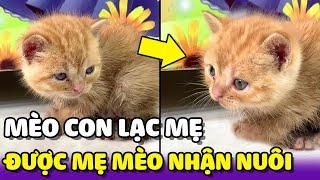 Mèo con lạc mẹ và được mèo mẹ khác nhận nuôi  | Yêu Lu Official