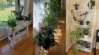 Мои комнатные растения. Обзор. Июль 2021