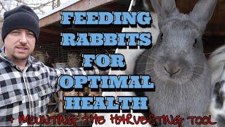 HOW TO FEED RABBITS RIGHT & AVOID GI STASIS & BLOAT/HOW TO MOUNT A HARVESTING TOOL