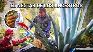 Agave: the miracle of our ancestors in every drop, in the Andes - Sincos