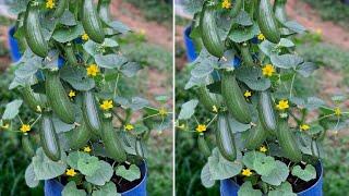 মাত্র ৪৫ দিনে টবে বাঙ্গির প্রচুর ফলন পাবেন | টবে বাঙ্গি চাষ করার পদ্ধতি | Growing Melons in Pot