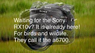 Waiting for the Sony RX10v? It is already here! For birds and wildlife. They call it the a6700.