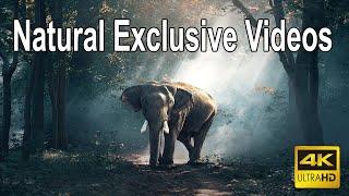 Amazing Village Natural Videos 4k || Exclusive Video