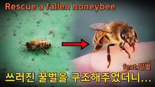 바닥에 쓰러진 꿀벌에게 꿀을 주었더니.. 꿀벌 반응 + 말벌의 등장!
