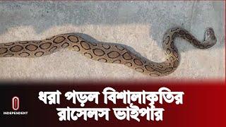 এত বড় রাসেলস ভাইপার খুব কমই দেখা গেছে | Russels Viper | Independent TV