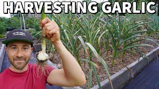 A Quick And Easy Guide To Harvesting Garlic