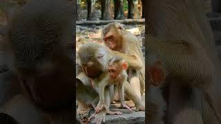 Really Cutie and Sweetie Adorable Baby ️Ep#891 #Shorts  #monkey #animals #babyawesome