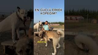 EN GÜÇLÜ KÖPEĞİM HANGİSİ?