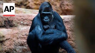 Prague Zoo in Czech Republic welcomes new baby lowland gorilla