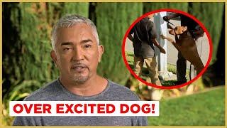 Tips for walking an overly excited dog | Cesar 911