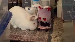 absolutely not mine, but look at this Reisen Udongein Inaba Fumo from Touhou Project