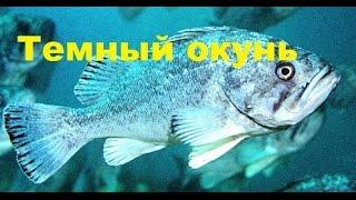 Темный окунь подводная охота. Spearfishing on Jacopewer