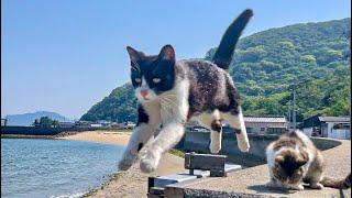 Too cute! A healing Japanese cat island rich in nature where friendly stray cats live.