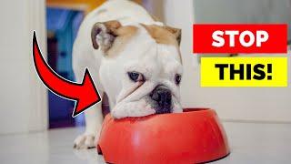 Why Your Dog Hates Their Food Bowl—and What to Do About It!