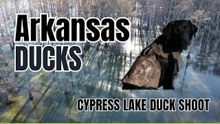 DUCK Hunting ARKANSAS Cypress Lake!