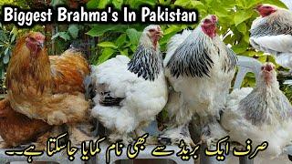 Top Quality Brahma Ringbirds Setup ||Fancy Hens Setup in karachi ||poultry Farming @b4birds785