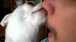 Dog cleans Daddy's nose - featured on America's Funniest Home Videos [AFV]