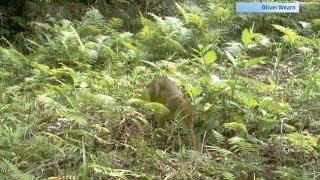 Rare Borneo Bay Cat Caught On Camera