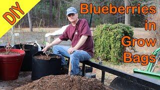 Making your Blueberry Bushes Mobil, Plant them in Grow Bags