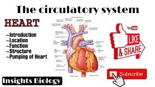 The Circulatory System - Heart | Human Heart |Insights Biology