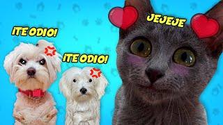 CONSINTIENDO A MI GATO BEBE PERO MIS PERROS ESTAN CELOSOS !!