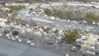 Elusive white dog spotted living with coyote pack in Henderson