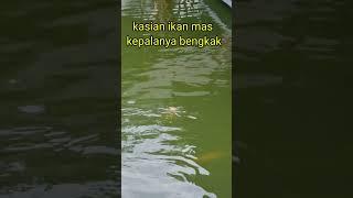 fenomena kepala ikan membesar karena penyakit