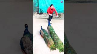 Lovely Peacock #peacock #shorts #bdsports #love #song #bollywood #hindisong