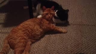 Orange Tabby & Tuxedo Cat Grooming Session